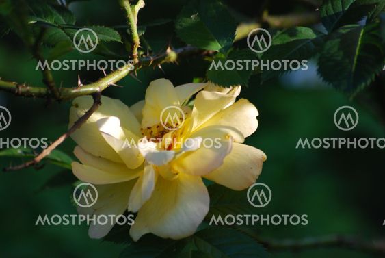 Taggros/ Thorny rose