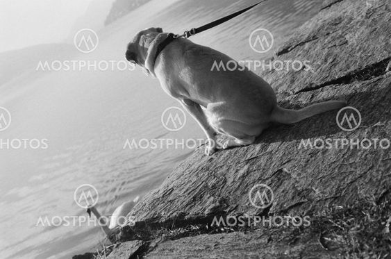labrador at the lake