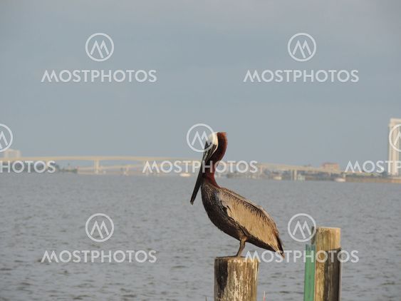 Brown Pelican (Pelecanus occidentalis) on Channel Marker
