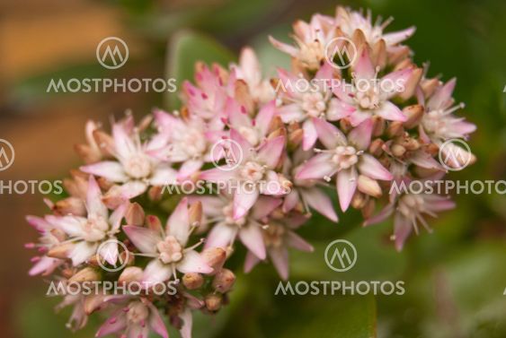 Small Flowers