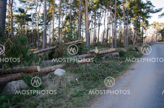 Broken trees after the storm