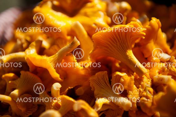 Forest golden yellow gold