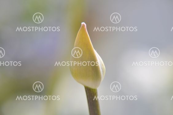 White Flower Button