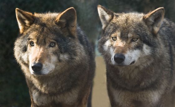 Two wolves standing together