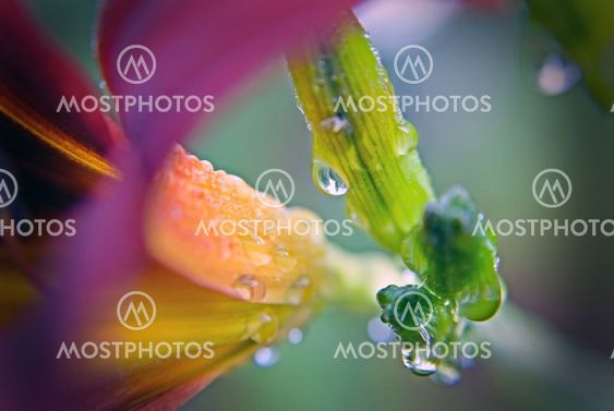 Lily with Raindrops