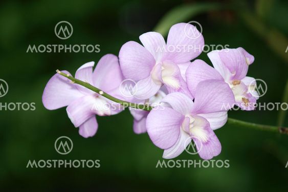 purple dendrobium orchid flower