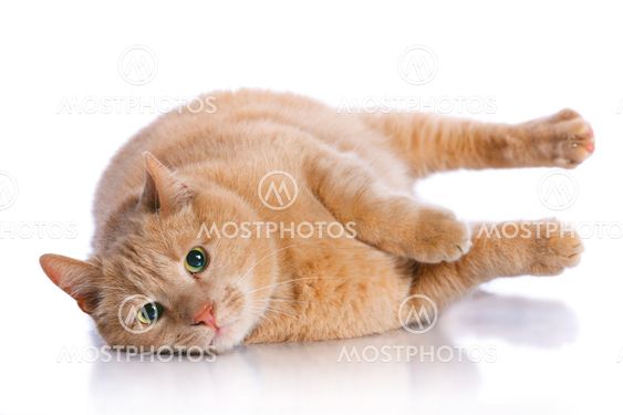Red cat