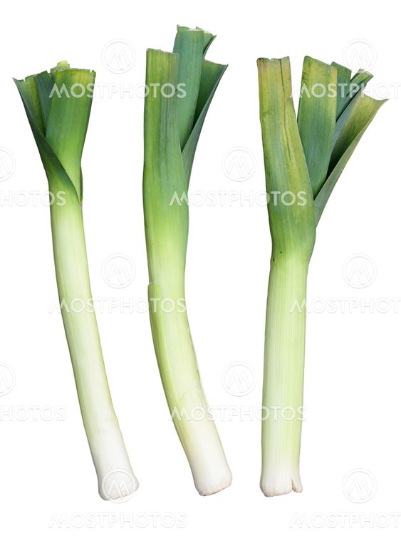 Three Welsh green leeks, isolated on a white background.