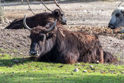 The domestic Yak, Bos mutus grunniens in the zoo