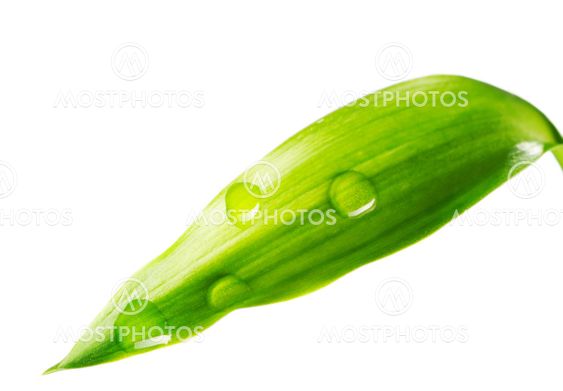 Water drop on leaf