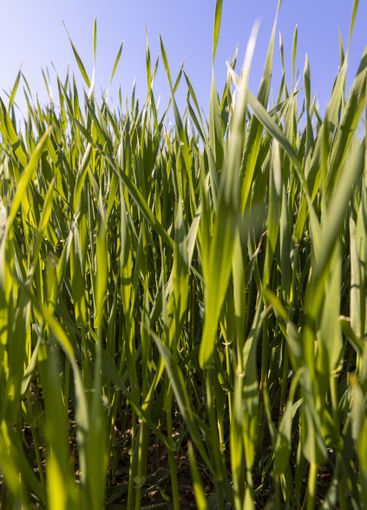 a green wheat field in the spring season