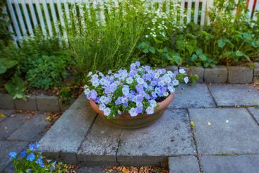 Flowers, nature and garden with growth for spring,...