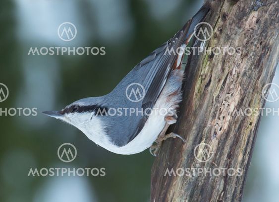 Nuthatch a cold winter day in February