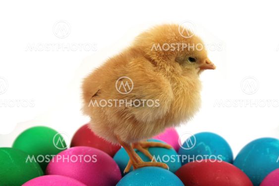 little yellow chicken