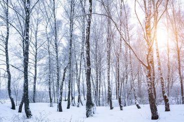 Birch grove after a snowfall on a winter. Sunlight...