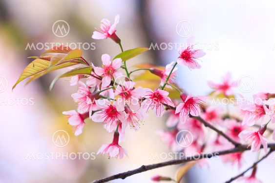Beautiful thai sakura in winter