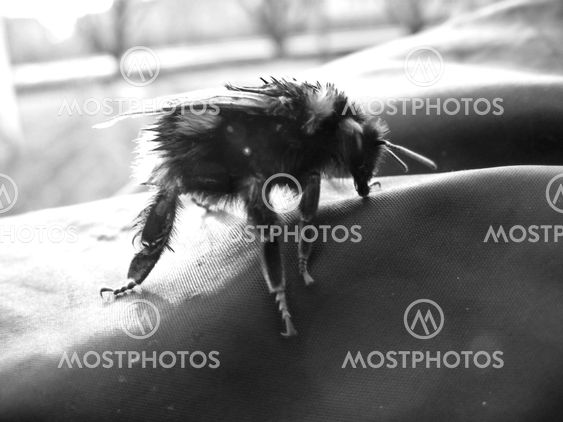 Bumblebee