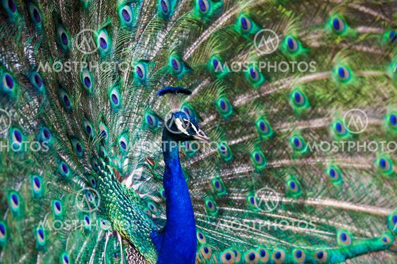 Beautiful peacock