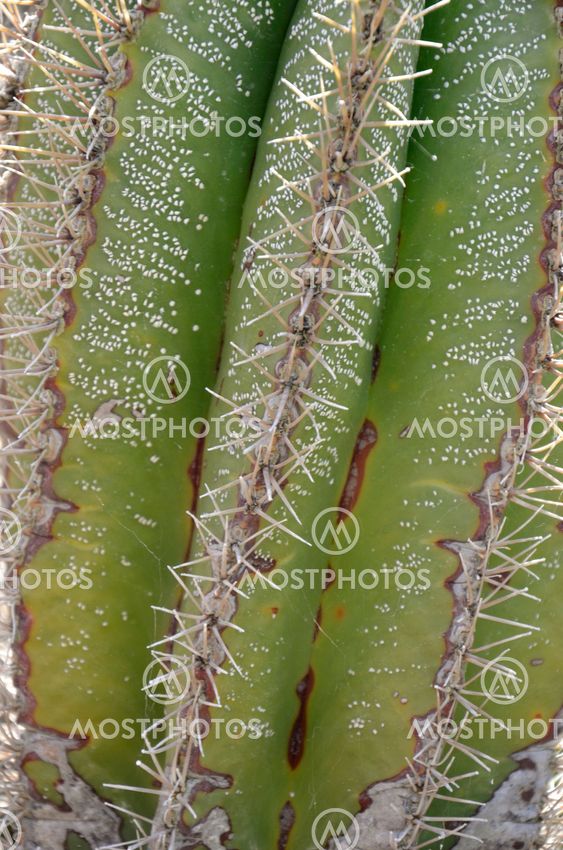 Saguaro Cactus Grooves and Spines Texture