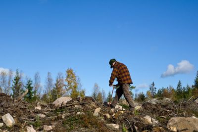 Man plants pine trees in a clear cut area