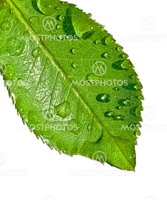 water on leaf