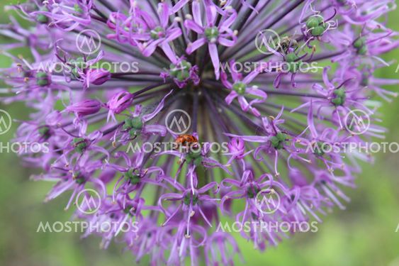 macro, flower bows, beetles
