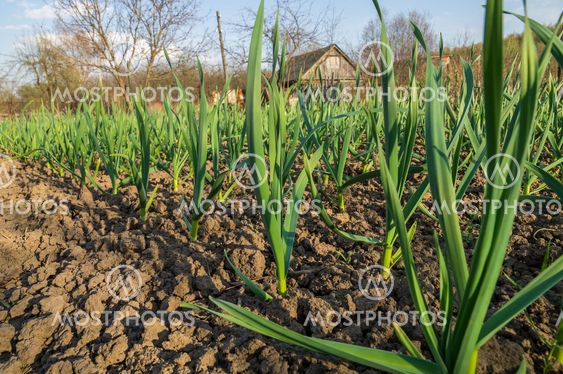 Garlic bed