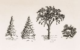 Ink sketch of four types of trees including pines, leafy...
