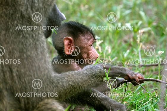 Olive baboons (Papio anubis)