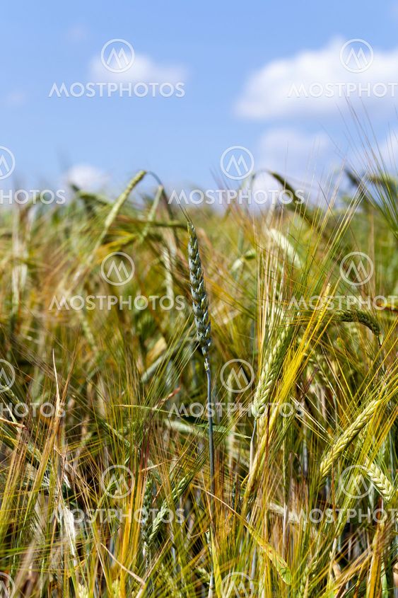 ears of rye