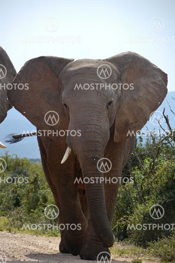 classic view of elephant walking