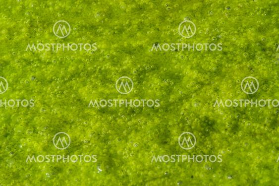 green slime with small bubbles