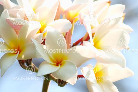 Næroptagelse af smukke hvide plumeria