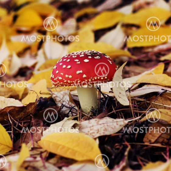 Mushroom with a red hat in autumn forest