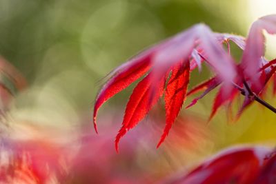 Vackra röda lönnlöv