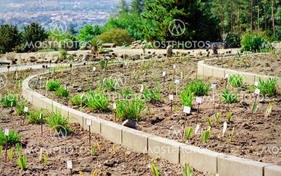 Plants in botanical garden