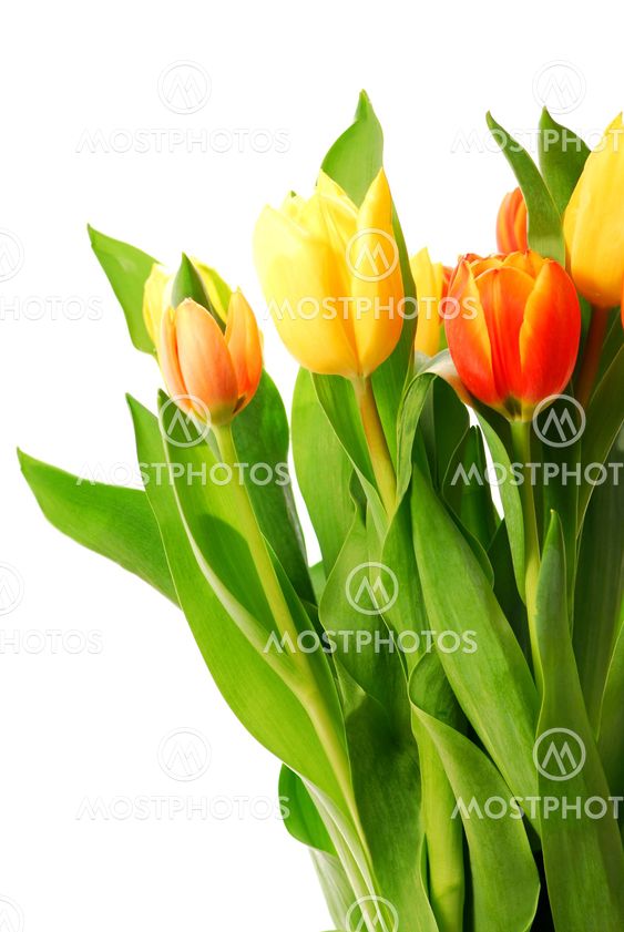 Tulips