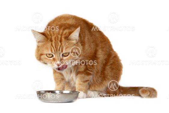 The red cat with orange eyes licks lips on a meal