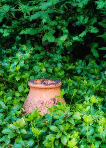 Pot plant, nature and bunch of leaves in garden for...