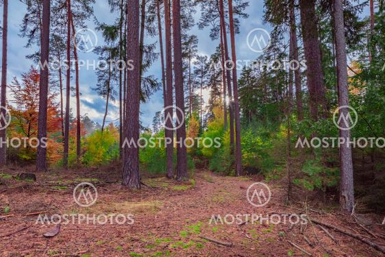 autumnal forest
