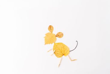 arrangement of autumn leaves and twigs on a plain white...