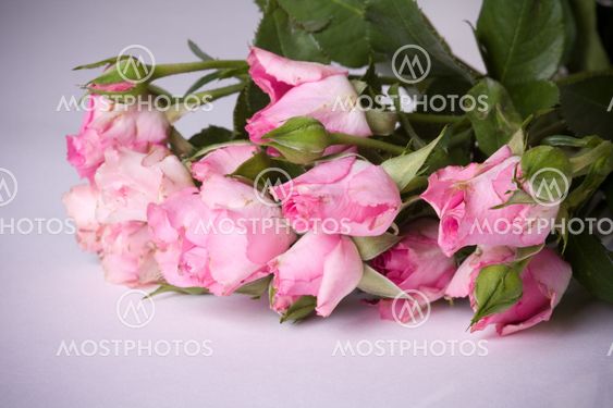 Shabby Chic Roses