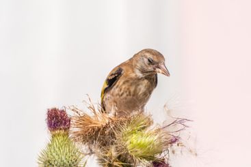 European goldfinch with juvenile plumage, feeding on the...