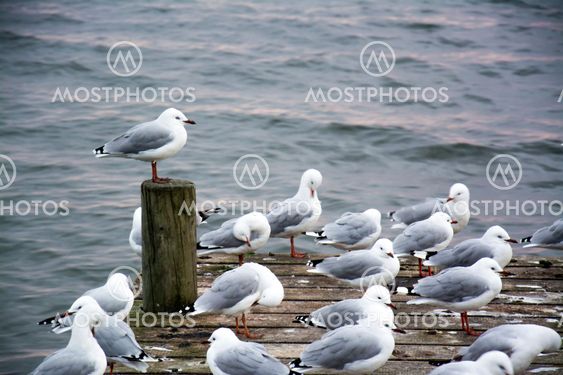 Flock of seagulls at a pier looking upon Lake Rotorua