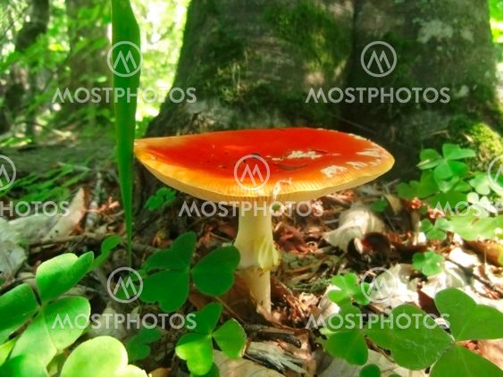 Punainen myrkytetty sieni kasvaa metsässä