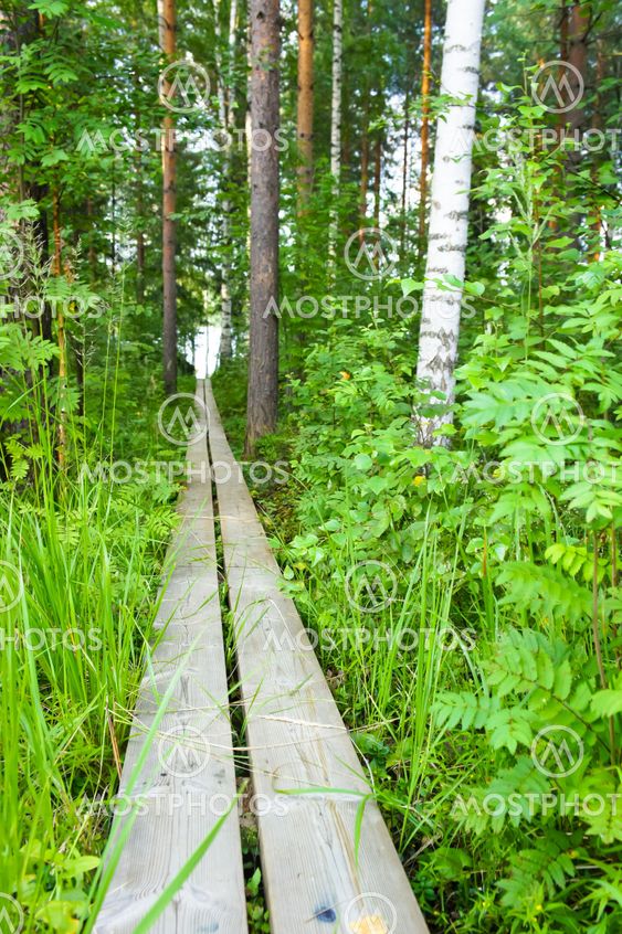 Wooden path in a forest
