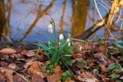 white snowdrops