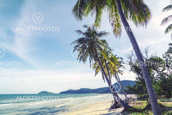 Coconut palm trees sandy tropical beach on a background
