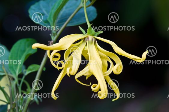 Ylang-Ylang flower