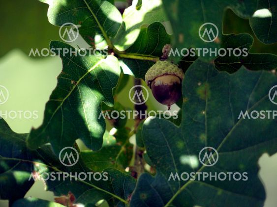 Acorn and green foliage